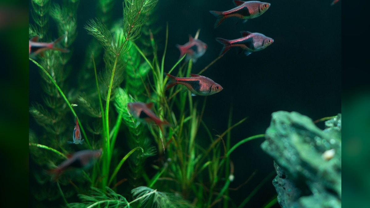 Top 10 Aquarium Filters 2027 — figure 1