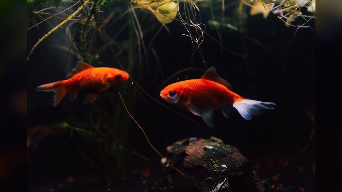 Top 10 Aquarium Filters 2027 — figure 2
