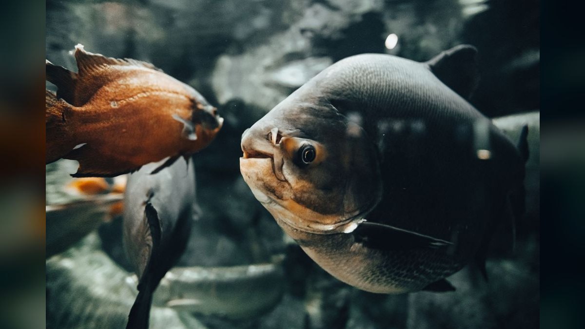 Top 10 Aquarium Filters 2027 — figure 3