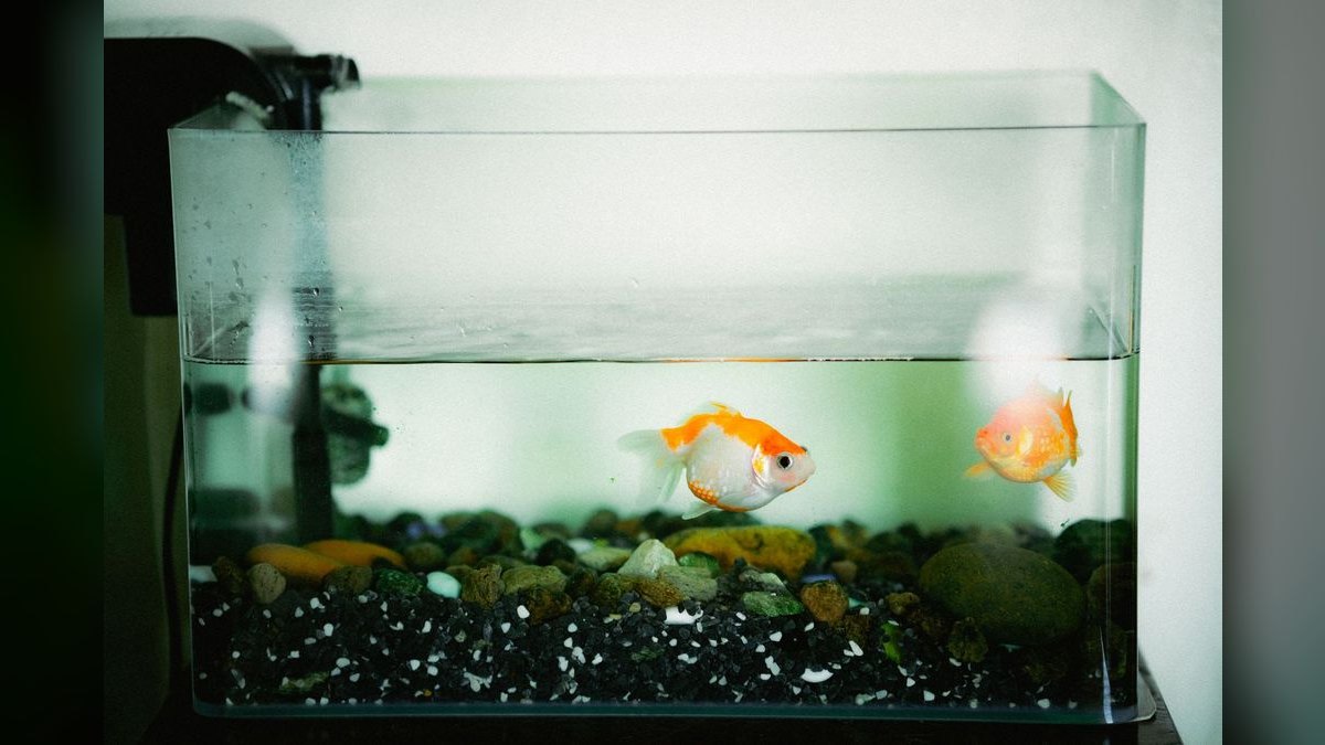 Top 10 Aquarium Filters 2027