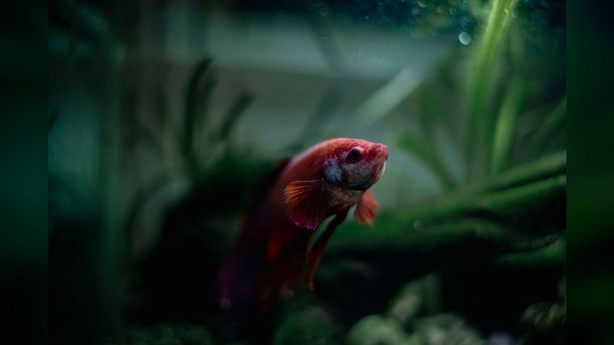 Top 10 Aquarium Heaters 2027 — figure 1
