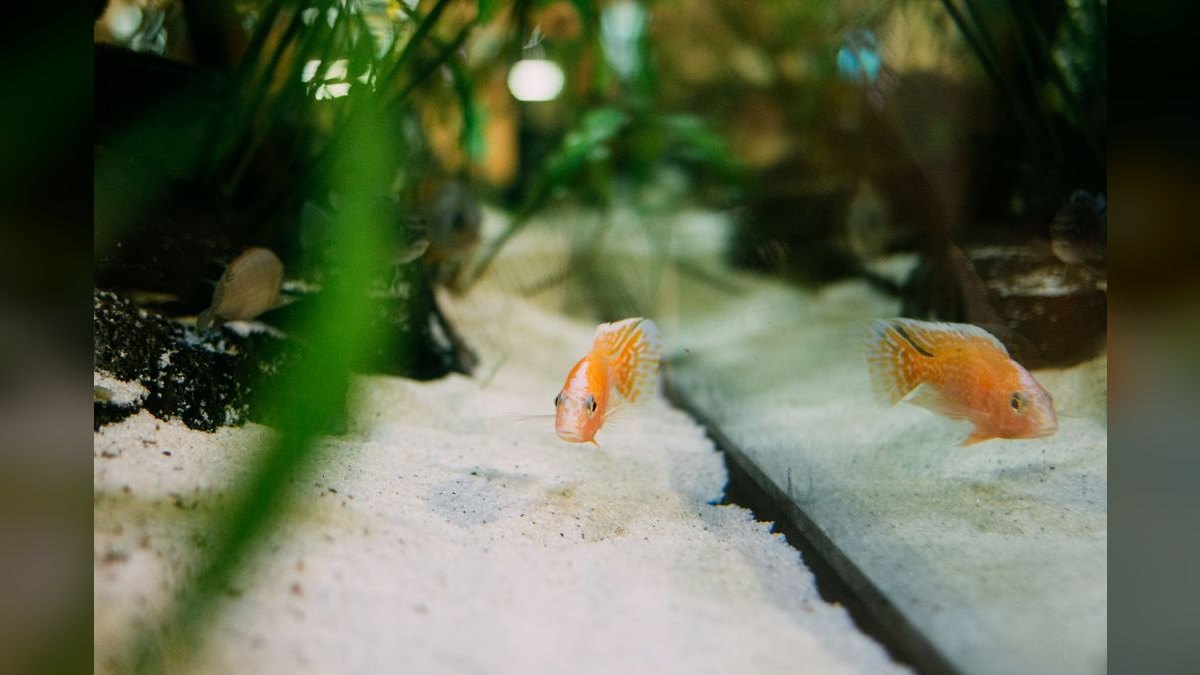 Top 10 Aquarium Substrates 2027 — figure 1