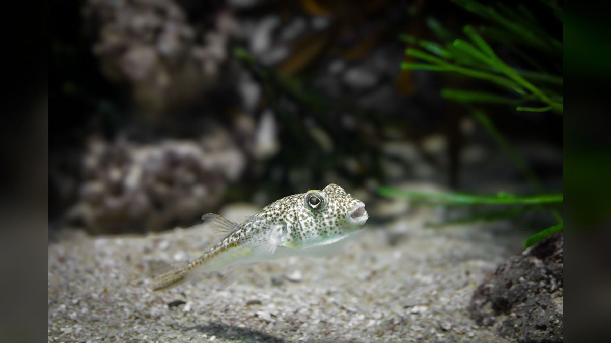 Top 10 Aquarium Substrates 2027 — figure 4