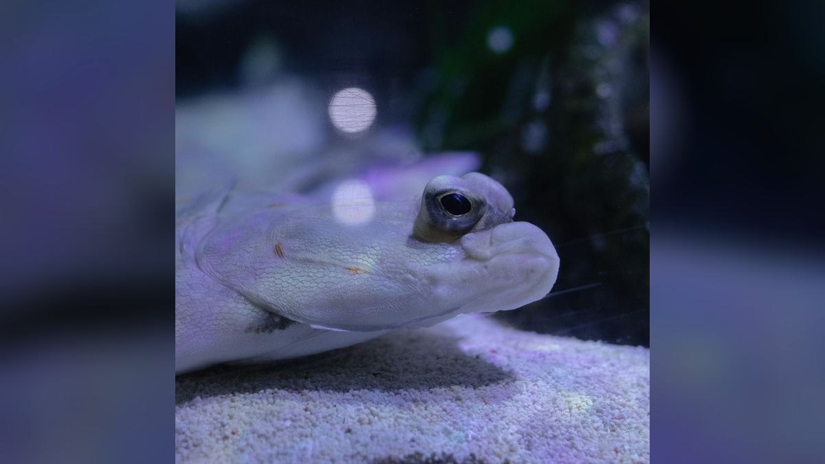 Top 10 Aquarium Substrates 2027 — figure 5