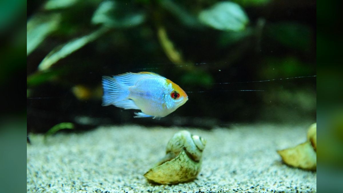Top 10 Aquarium Substrates 2027 — figure 6