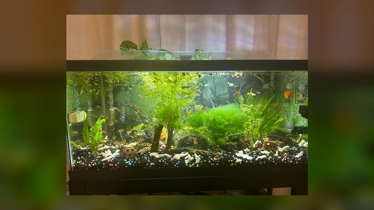 Top 10 Aquarium Gravel Vacuums 2027 — figure 8