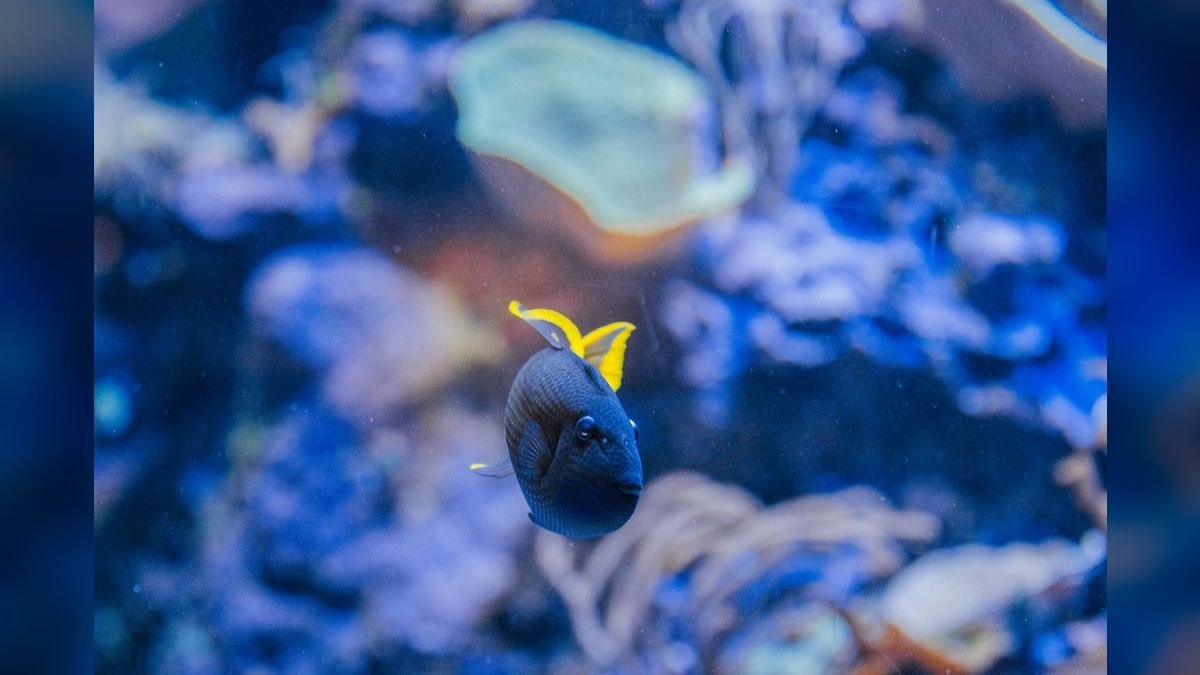 Top 10 Aquarium Wavemakers and Powerheads 2027