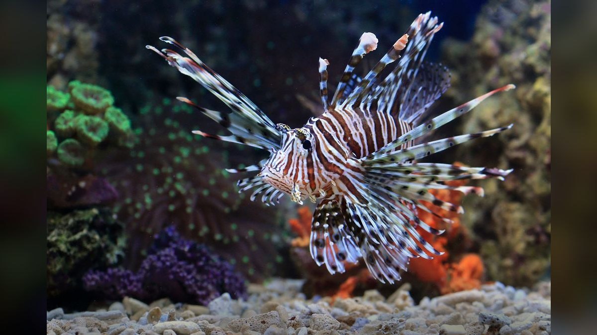 Top 10 Aquarium CO2 Systems 2027