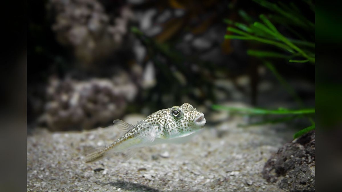 Top 10 Auto Top-Off Systems for Aquariums 2027