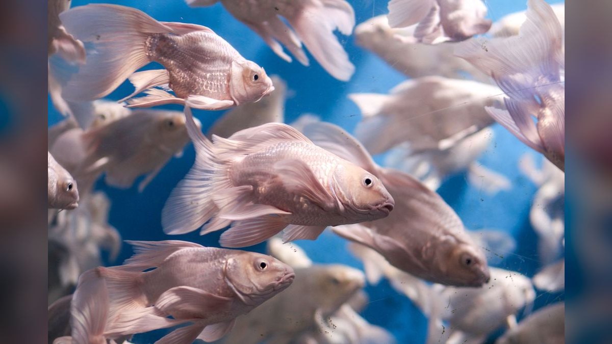 Top 10 Aquarium Controllers 2027 — figure 3