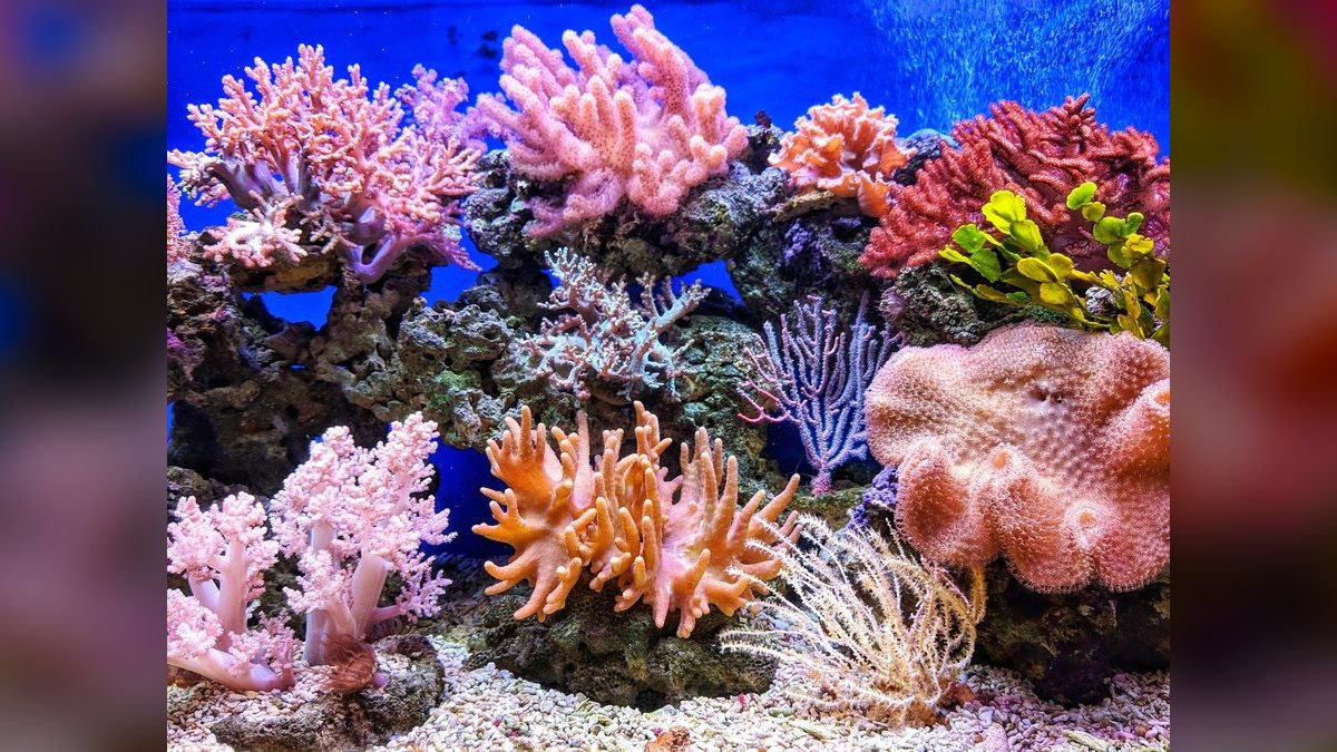 Top 10 Aquarium Controllers 2027 — figure 4