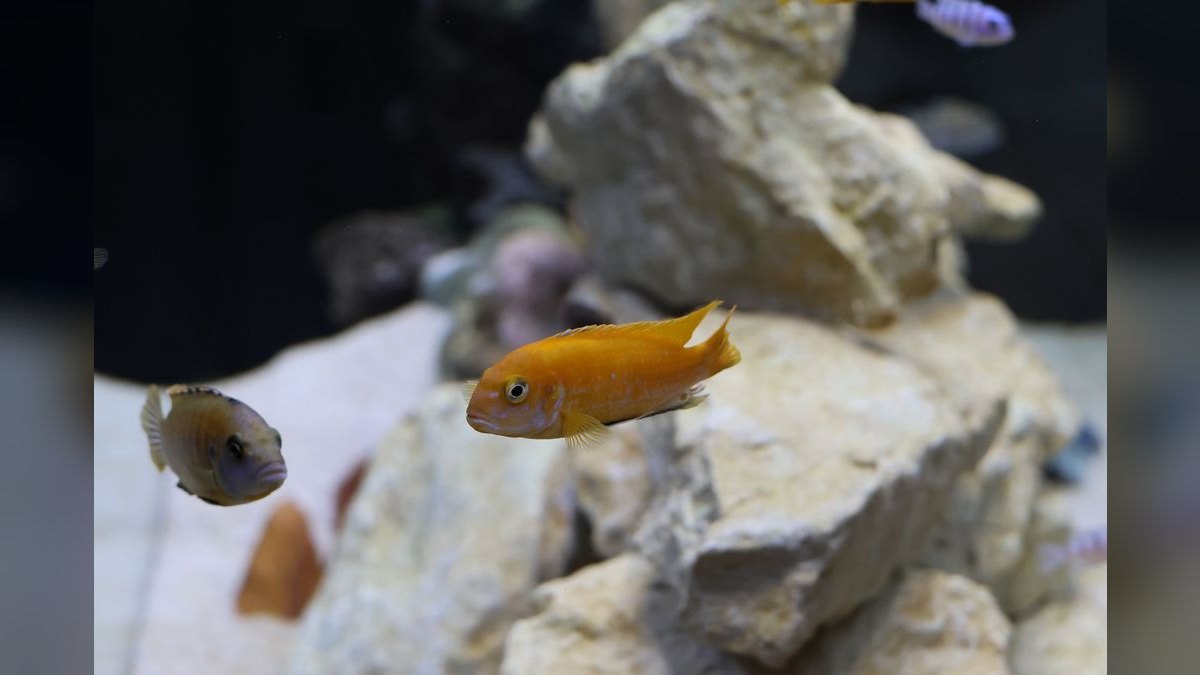 Top 10 UV Sterilizers for Aquariums 2027