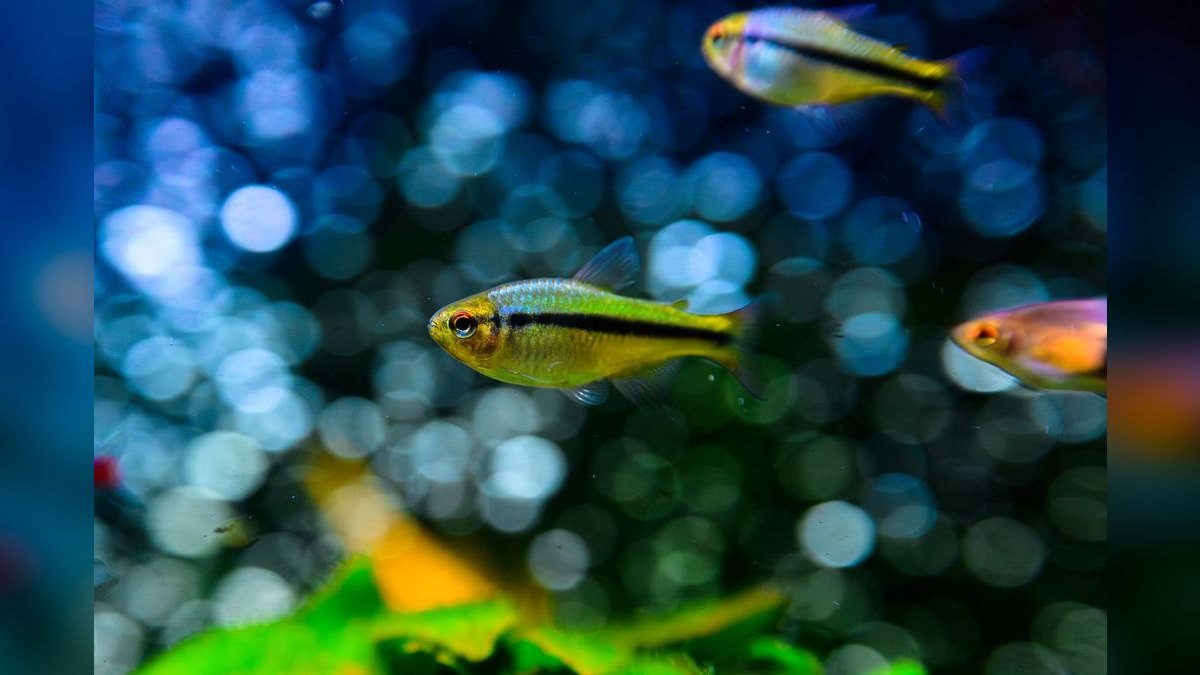 Top 10 Nano Aquariums 2027 — figure 1