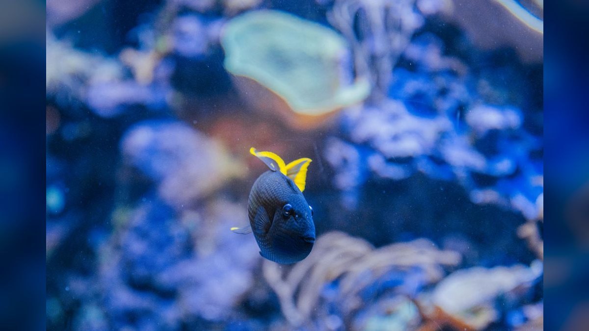 Top 10 Nano Aquariums 2027 — figure 4
