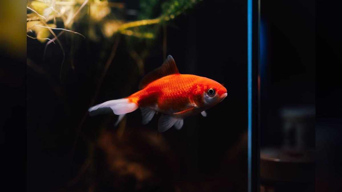 Top 10 Nano Aquariums 2027 — figure 5