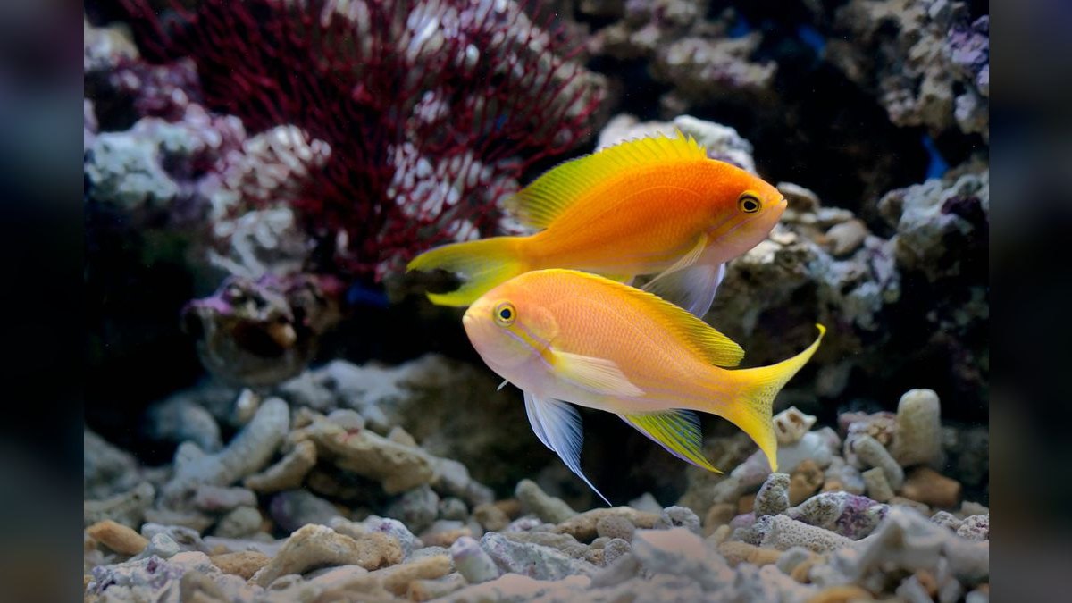 Top 10 Nano Aquariums 2027