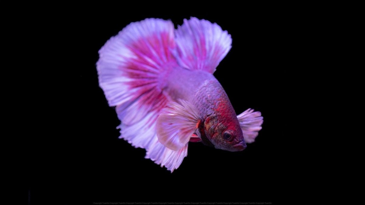 Top 10 Betta Fish Tanks 2027 — figure 2