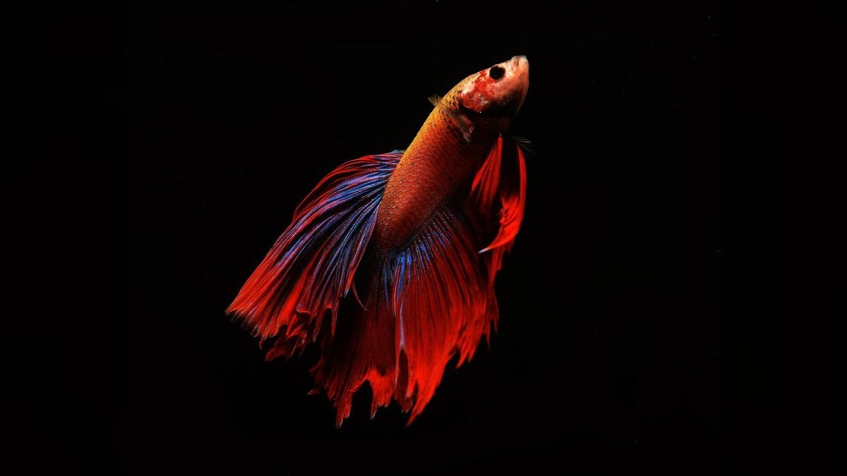 Top 10 Betta Fish Tanks 2027 — figure 6