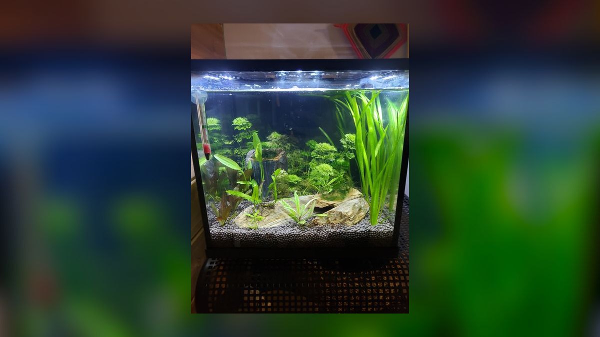 Top 10 Betta Fish Tanks 2027 — figure 8