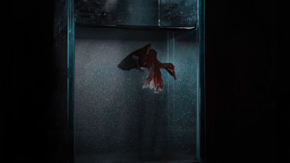 Top 10 Betta Fish Tanks 2027