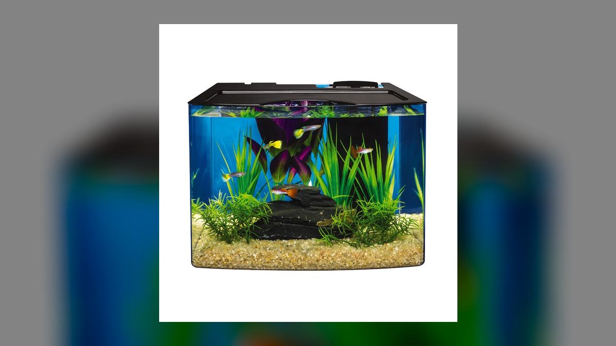 Top 10 5-Gallon Aquariums 2027 — figure 5