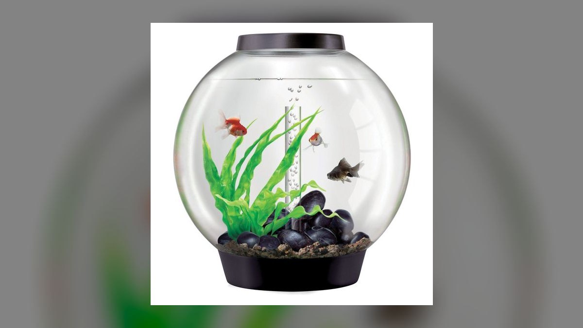 Top 10 10-Gallon Aquariums 2027 — figure 7