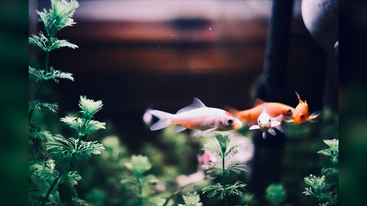 Top 10 20-Gallon Aquariums 2027 — figure 5