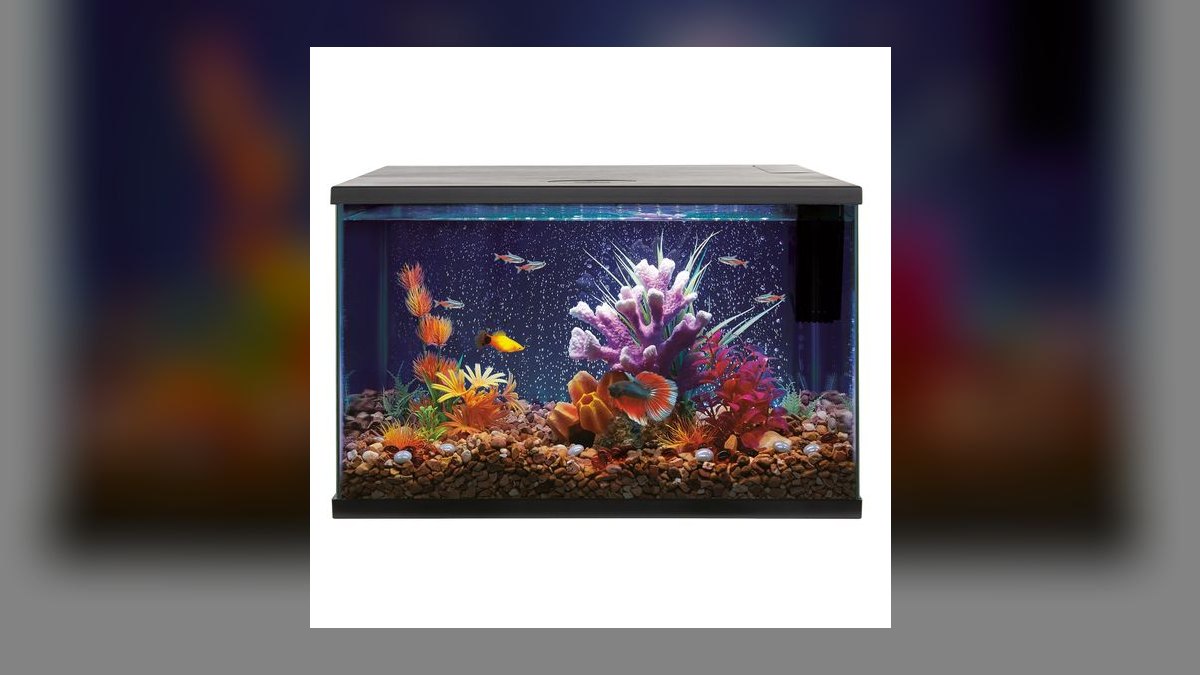 Top 10 20-Gallon Aquariums 2027 — figure 8