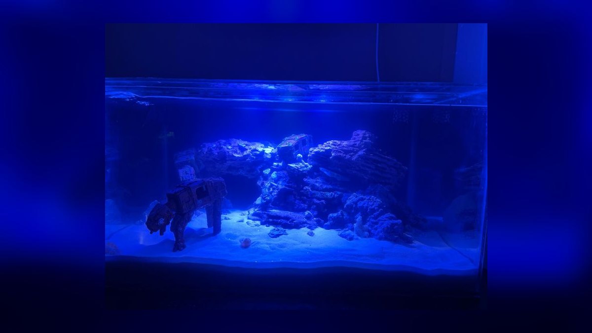 Top 10 20-Gallon Aquariums 2027