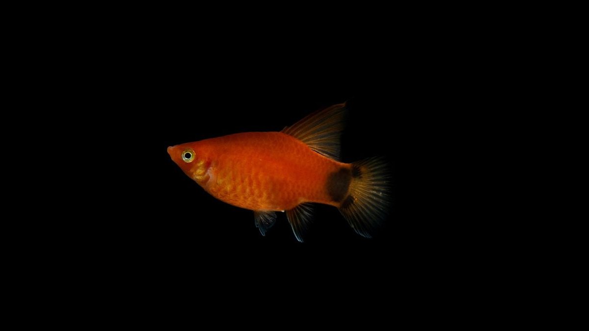 Top 10 40-Gallon Aquariums 2027 — figure 2