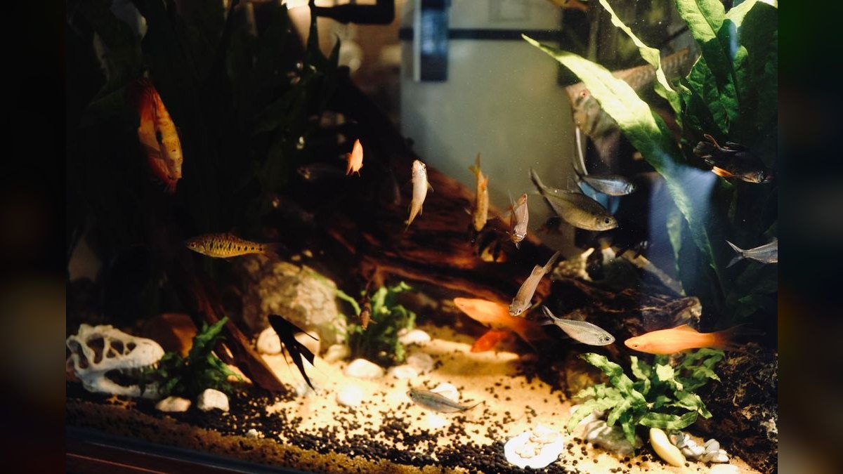 Top 10 40-Gallon Aquariums 2027 — figure 3