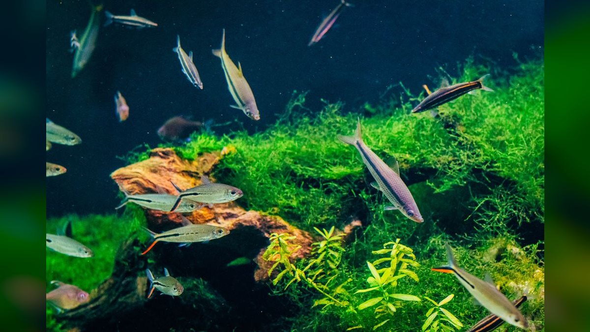 Top 10 75-Gallon Aquariums 2027 — figure 2