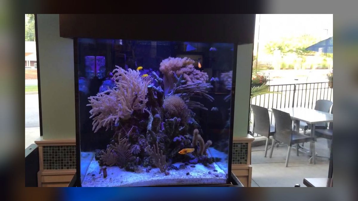 Top 10 75-Gallon Aquariums 2027