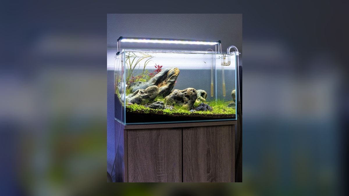 Top 10 Rimless Aquariums 2027 — figure 1