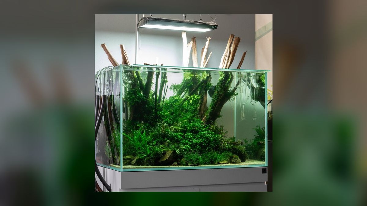 Top 10 Rimless Aquariums 2027 — figure 6