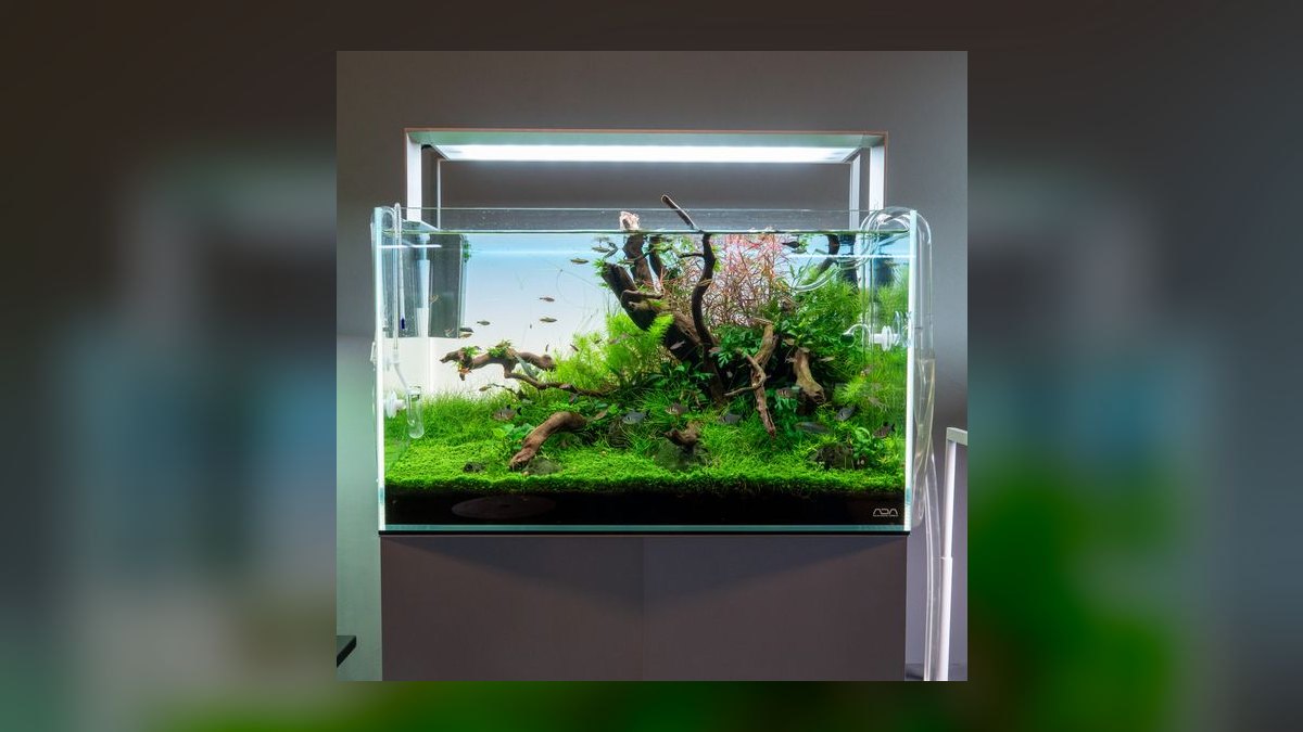 Top 10 Rimless Aquariums 2027 — figure 9