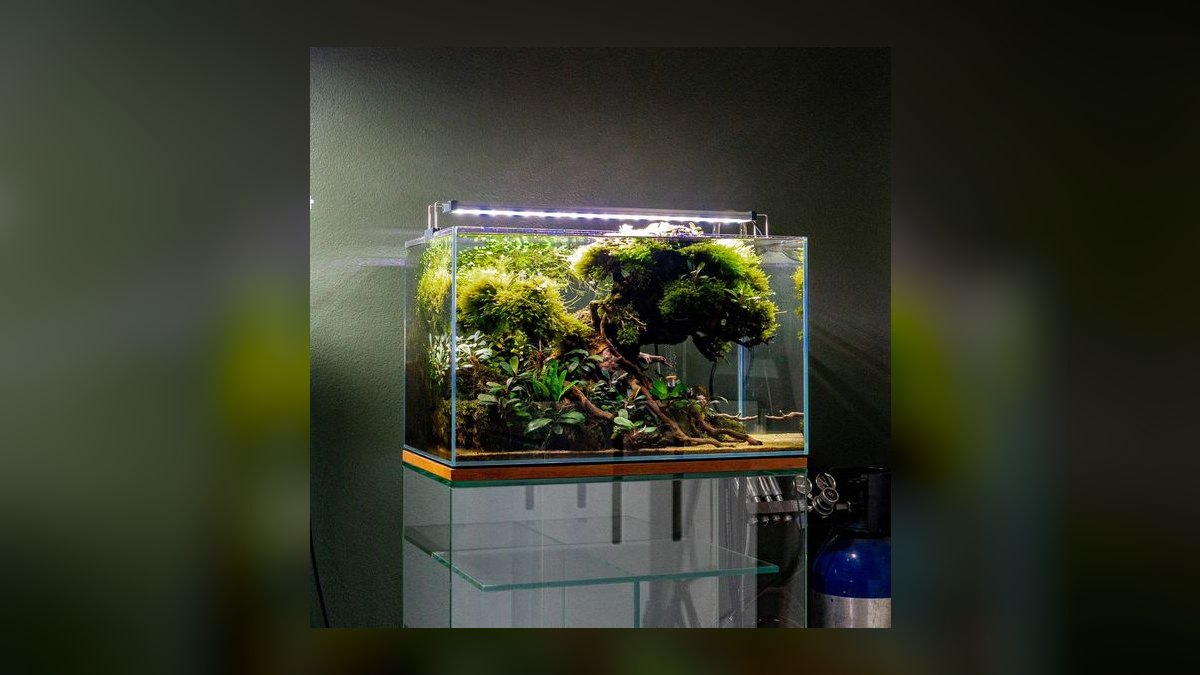 Top 10 Rimless Aquariums 2027
