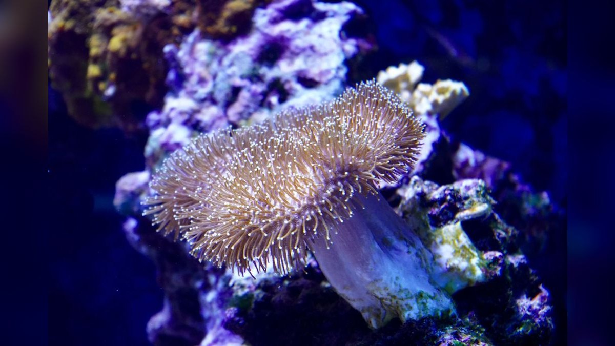 Top 10 All-in-One Reef Tanks 2027 — figure 1