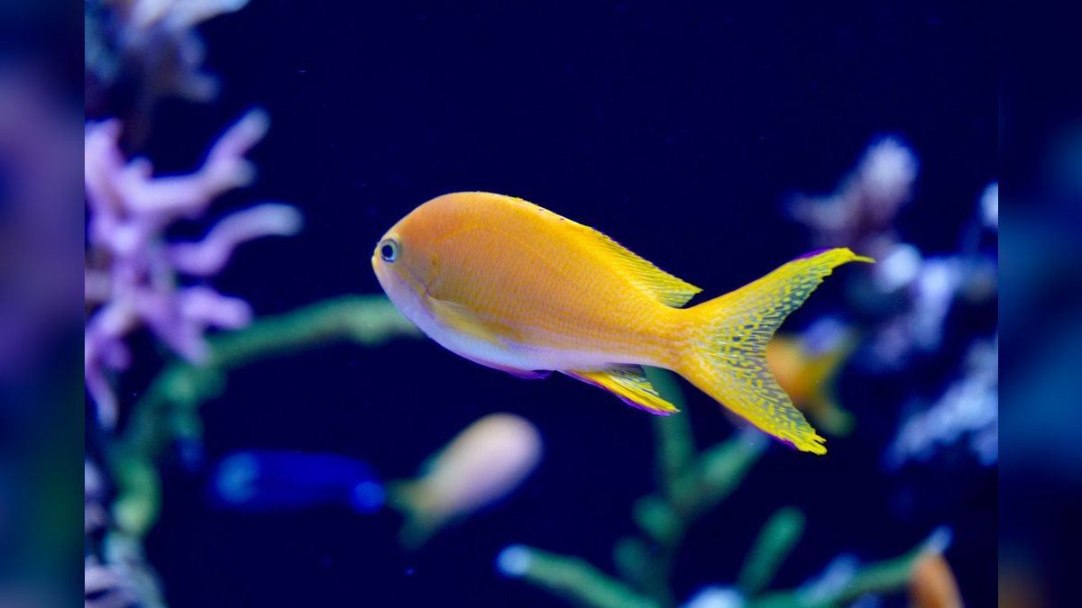 Top 10 All-in-One Reef Tanks 2027 — figure 2