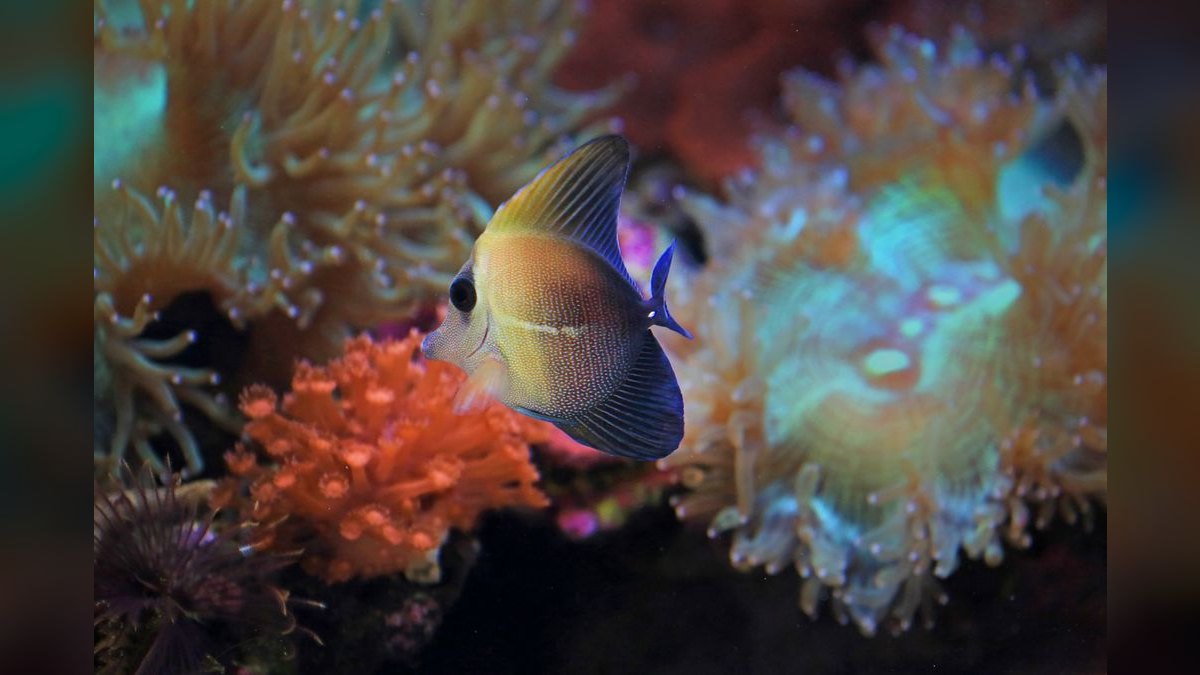 Top 10 All-in-One Reef Tanks 2027 — figure 4