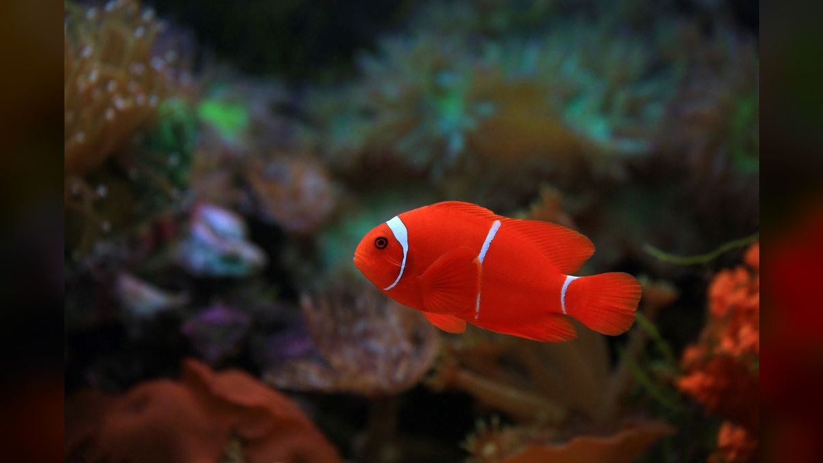 Top 10 All-in-One Reef Tanks 2027 — figure 6