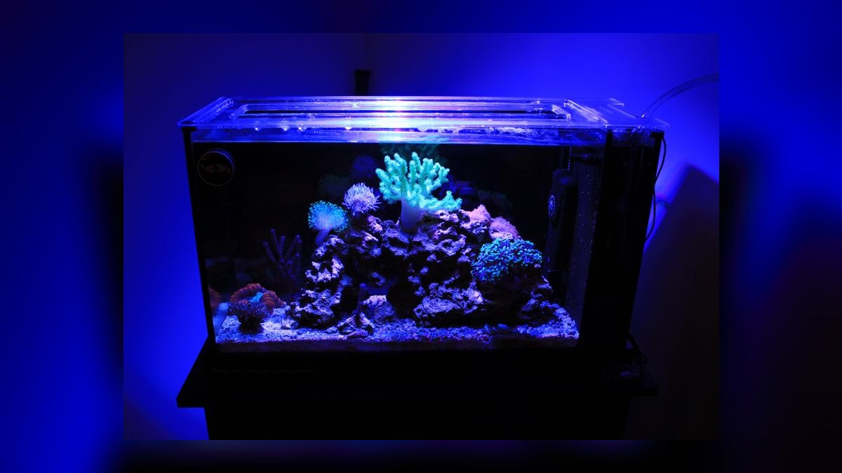 Top 10 Pico Reef Tanks 2027