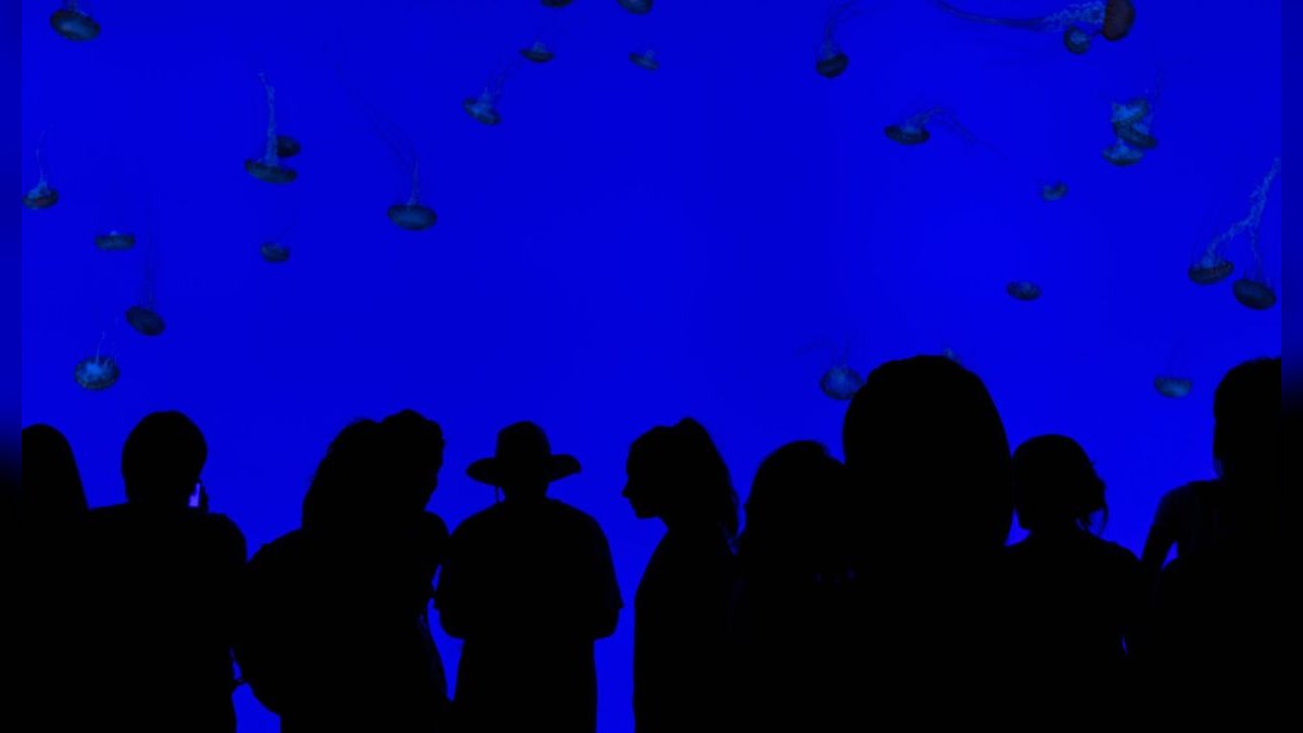 Top 10 Acrylic Aquariums 2027