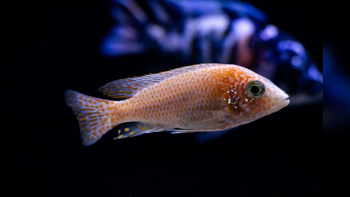 Top 10 Beginner Freshwater Fish 2027 — figure 1
