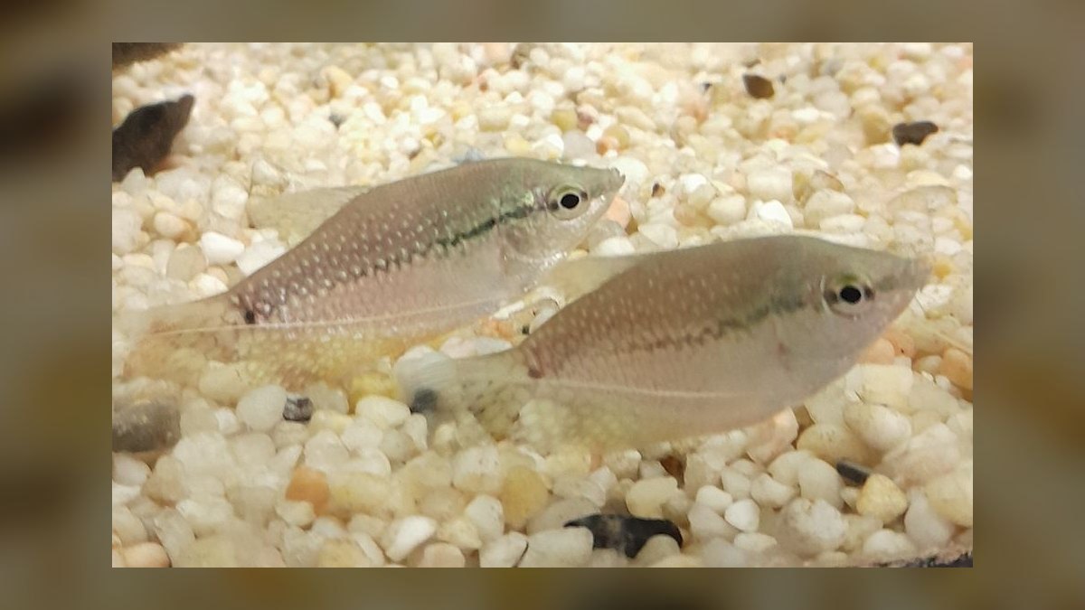 Top 10 Beginner Freshwater Fish 2027 — figure 10
