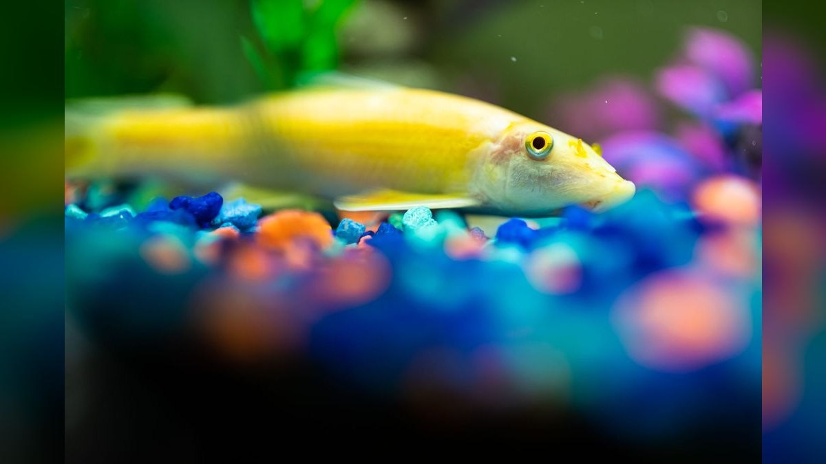 Top 10 Beginner Freshwater Fish 2027 — figure 4