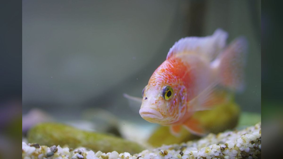 Top 10 Beginner Freshwater Fish 2027 — figure 6