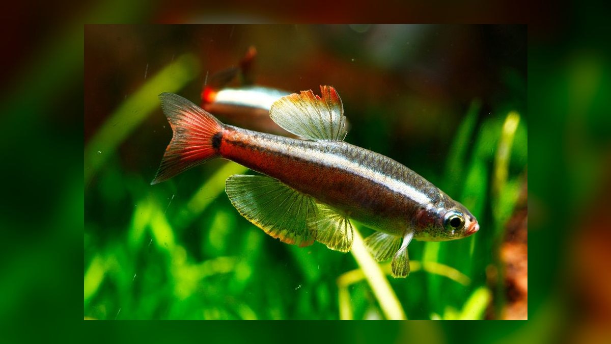 Top 10 Beginner Freshwater Fish 2027 — figure 9