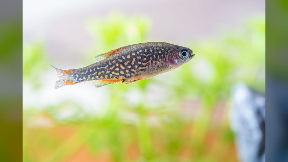 Top 10 Beginner Freshwater Fish 2027