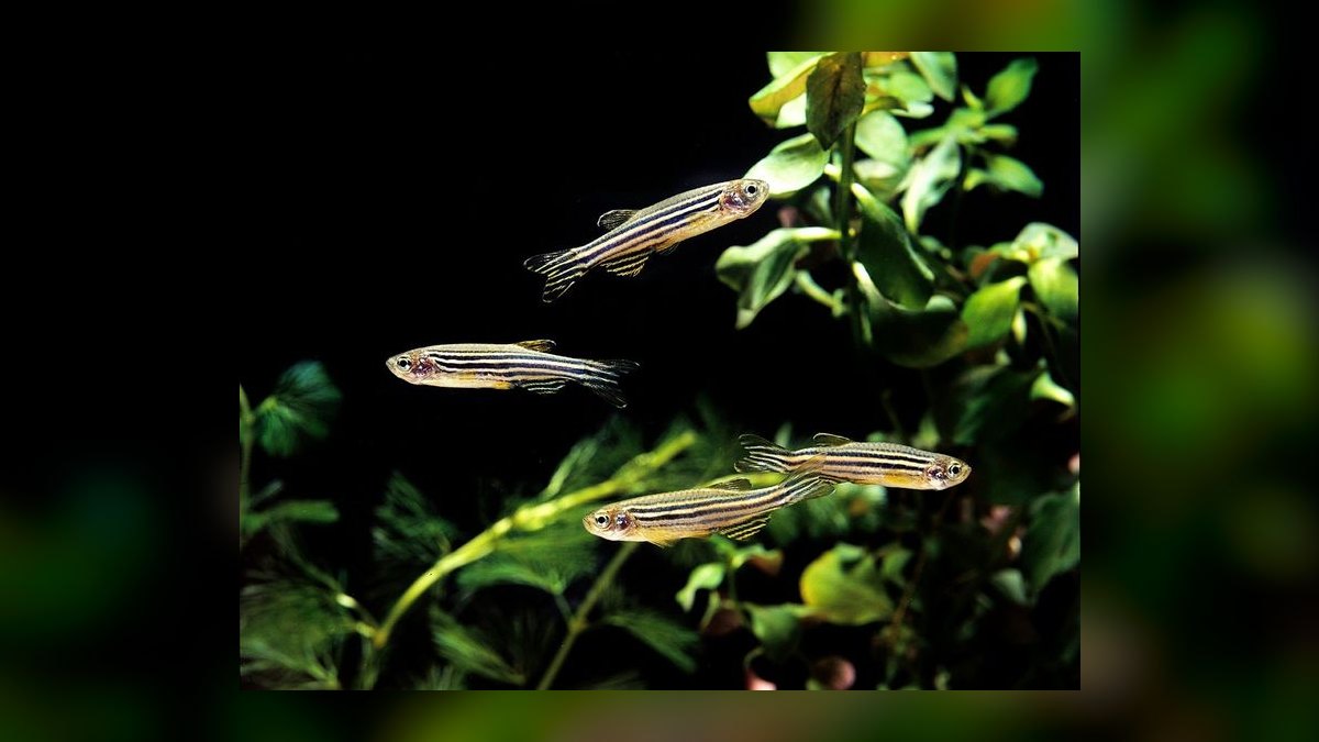Top 10 Beginner Freshwater Fish 2027